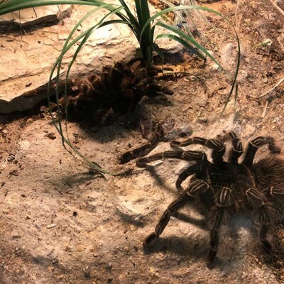 Große, exotische Spinnen entdecken im Exotarium Oberhof