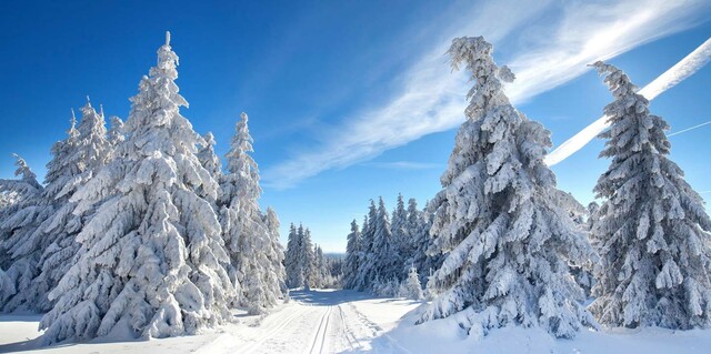 Weißer Winterwald